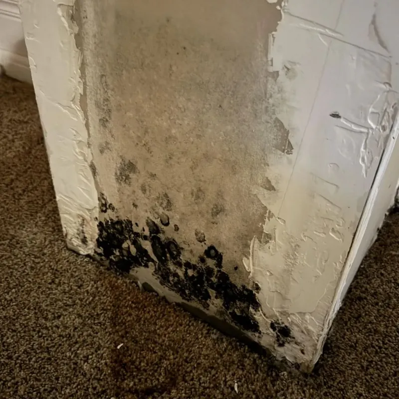Professional Mold Removal in Redwood Valley, CA
